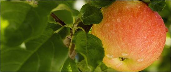 apfel_gross_14|compo expert|salat_gross_14|triebe_gross_14|logo_kachel